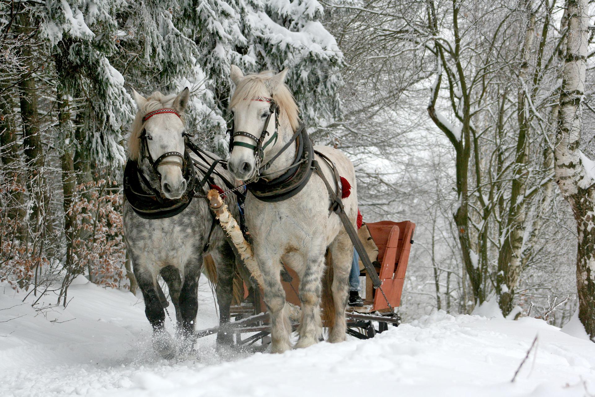 sleigh-ride-gd74ada99e_1920